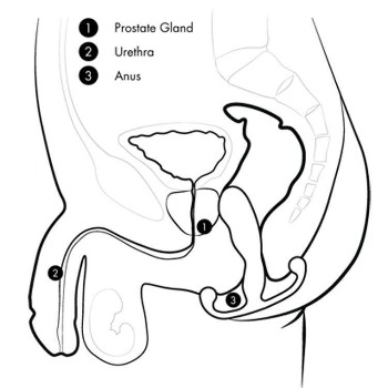 Aneros Prostate Graphic