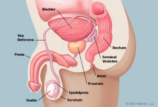 Prostate Location